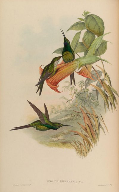 Eugenia imperatrix = Heliodoxa imperatrix de John Gould